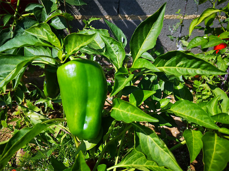Pimento 1